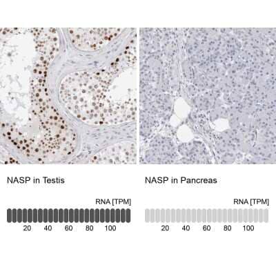 Immunohistochemistry-Paraffin: NASP Antibody [NBP2-33910]