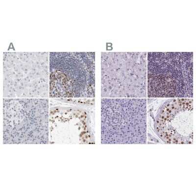 Immunohistochemistry-Paraffin: NASP Antibody [NBP2-33910]