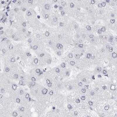 Immunohistochemistry-Paraffin: NASP Antibody [NBP2-33910]