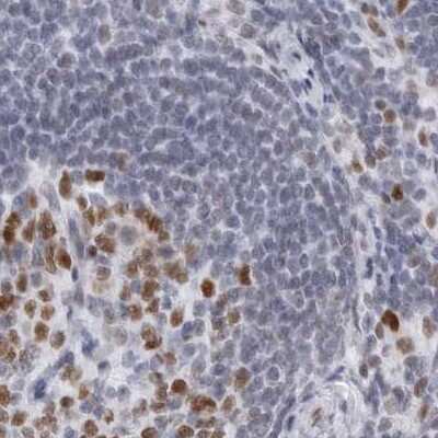 Immunohistochemistry-Paraffin: NASP Antibody [NBP2-33910]