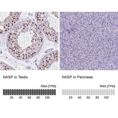 Immunohistochemistry-Paraffin: NASP Antibody [NBP2-33928]