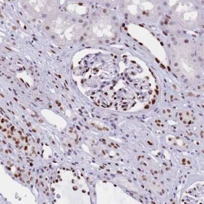 Immunohistochemistry-Paraffin: NASP Antibody [NBP2-33929]