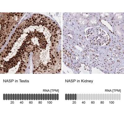 Immunohistochemistry-Paraffin: NASP Antibody [NBP2-33929]