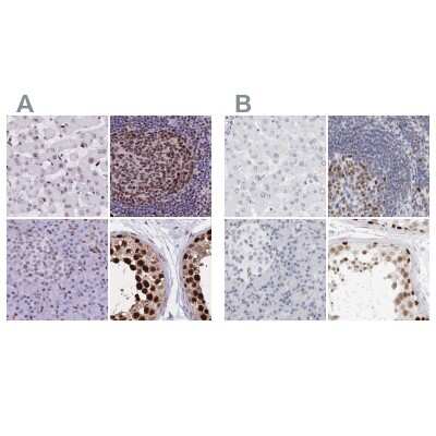 Immunohistochemistry-Paraffin: NASP Antibody [NBP2-33929]