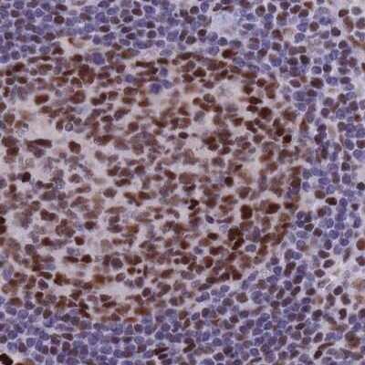 Immunohistochemistry-Paraffin: NASP Antibody [NBP2-33929]