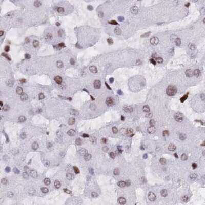 Immunohistochemistry-Paraffin: NASP Antibody [NBP2-33929]