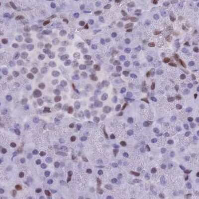 Immunohistochemistry-Paraffin: NASP Antibody [NBP2-33929]