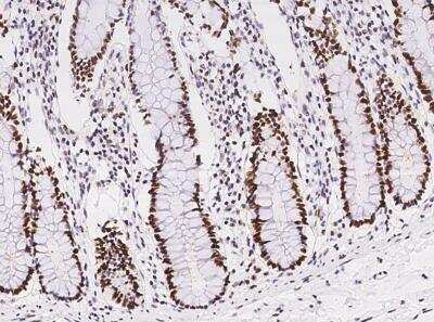 Immunohistochemistry-Paraffin: NASP Antibody [NBP3-06445]