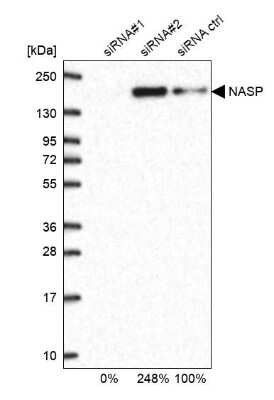 Western Blot: NASP Antibody [NBP2-33910]