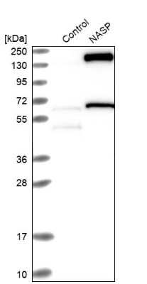 Western Blot: NASP Antibody [NBP2-33910]