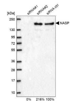 Western Blot: NASP Antibody [NBP2-33929]