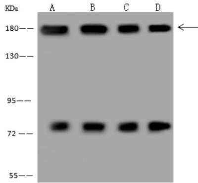 Western Blot: NASP Antibody [NBP3-06445]
