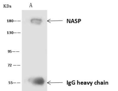 Western Blot: NASP Antibody [NBP3-06445]