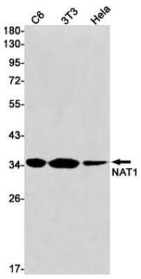 Western Blot: NAT1 Antibody (S09-8F5) [NBP3-15062]