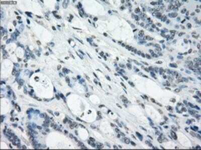 Immunohistochemistry-Paraffin: NAT8 Antibody (OTI5A8) [NBP1-47863]