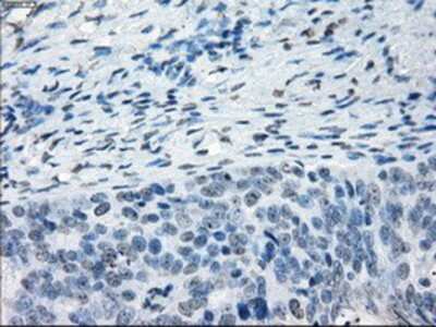 Immunohistochemistry-Paraffin: NAT8 Antibody (OTI5A8) [NBP1-47863]