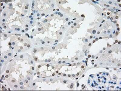 Immunohistochemistry-Paraffin: NAT8 Antibody (OTI5A8) [NBP1-47863]