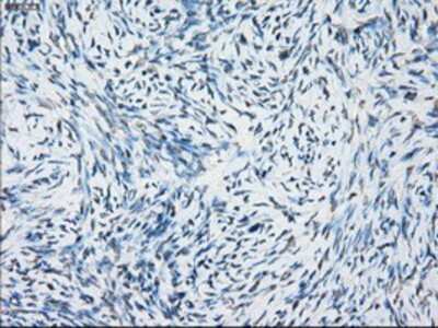 Immunohistochemistry-Paraffin: NAT8 Antibody (OTI5A8) [NBP1-47863]