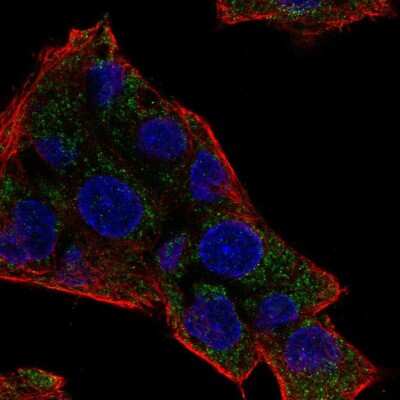 Immunocytochemistry/ Immunofluorescence: NAT8 Antibody [NBP2-57444]