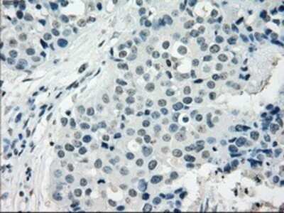 Immunohistochemistry: NAT8 Antibody (OTI5A8) - Azide and BSA Free [NBP2-72878]