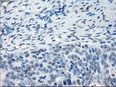 Immunohistochemistry: NAT8 Antibody (OTI5A8) - Azide and BSA Free [NBP2-72878]