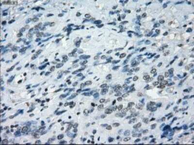 Immunohistochemistry: NAT8 Antibody (OTI5A8) - Azide and BSA Free [NBP2-72878]