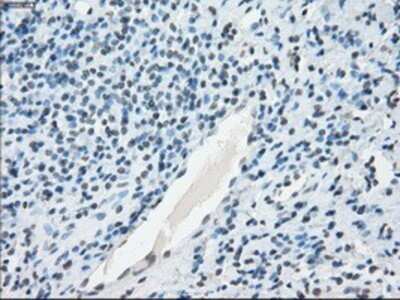 Immunohistochemistry: NAT8 Antibody (OTI5A8) - Azide and BSA Free [NBP2-72878]