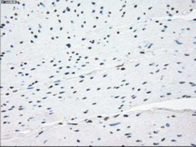 Immunohistochemistry: NAT8 Antibody (OTI5A8) - Azide and BSA Free [NBP2-72878]