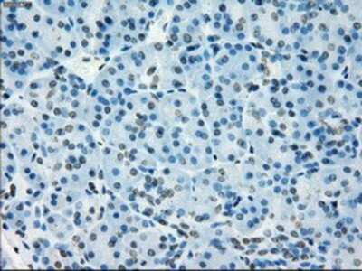 Immunohistochemistry: NAT8 Antibody (OTI5A8) - Azide and BSA Free [NBP2-72878]