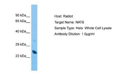 Western Blot: NAT8 Antibody [NBP2-87882]