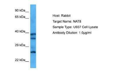 Western Blot: NAT8 Antibody [NBP2-87883]