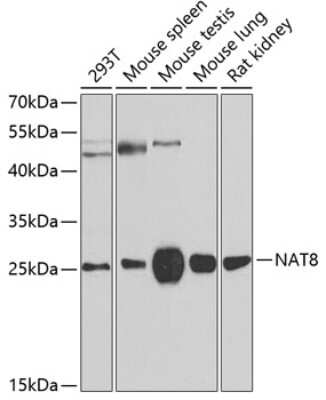 Western Blot: NAT8 AntibodyBSA Free [NBP2-93546]