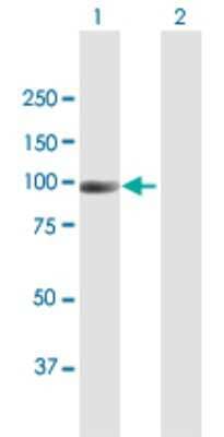 Western Blot: NAV2 Antibody [H00089797-B01P]