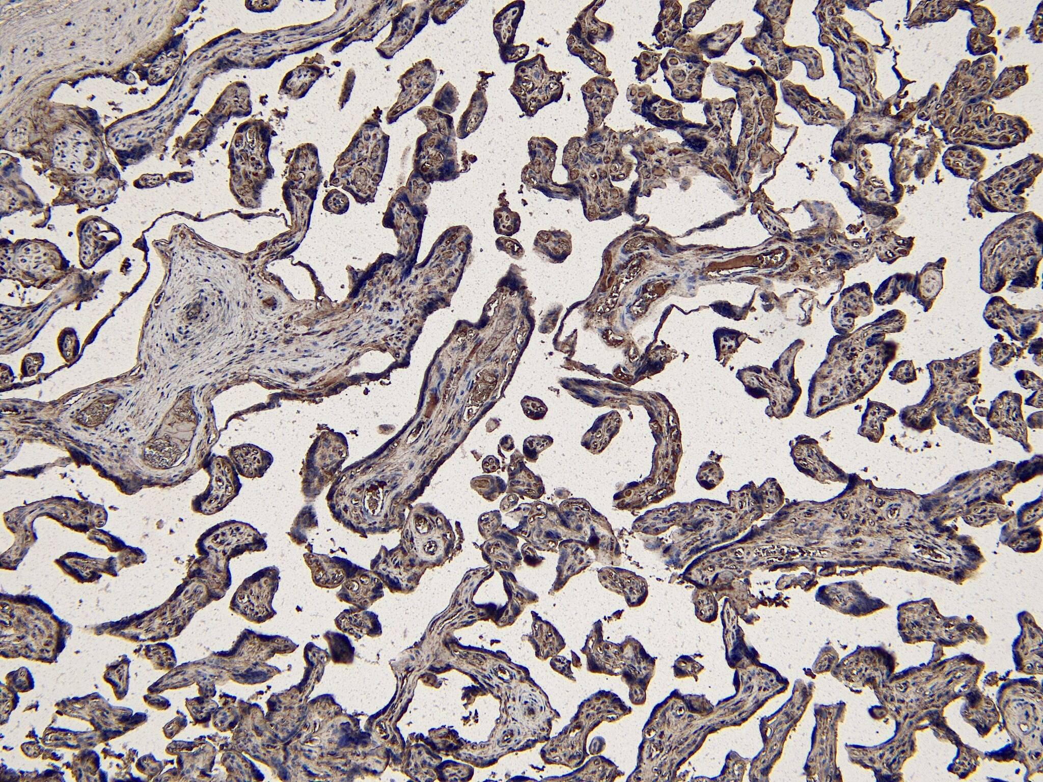 Immunohistochemistry-Paraffin: Indoleamine 2,3-dioxygenase/IDO Antibody [NB100-2459]