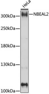 Western Blot: NBEAL2 AntibodyAzide and BSA Free [NBP3-05637]