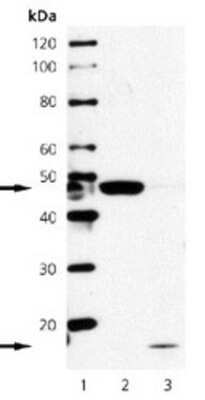 Western Blot: Caspase-2 Antibody (4-1-5) [NBP1-19194]