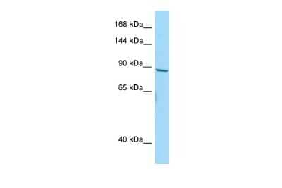 Western Blot: NBPF1 Antibody [NBP3-09540]