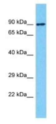 Western Blot: NBPF1 Antibody [NBP3-09754]