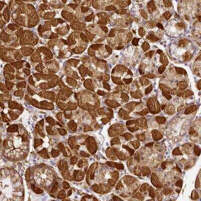 Immunohistochemistry: NBPF11 Antibody [NBP2-46662]