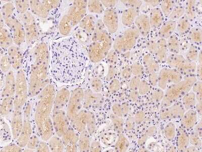 Immunohistochemistry-Paraffin: NBPF15 Antibody [NBP3-06172]