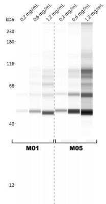 Simple Western: NBR1 Antibody (6B11) [H00004077-M01]