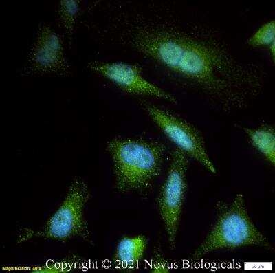 Immunocytochemistry/ Immunofluorescence: NBR1 Antibody - BSA Free [NBP1-71703]