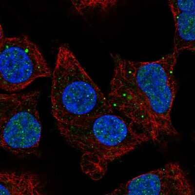 Immunocytochemistry/ Immunofluorescence: NBR1 Antibody [NBP2-58516]