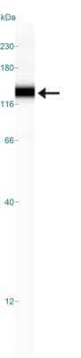 Simple Western: NBR1 AntibodyBSA Free [NBP1-71703]