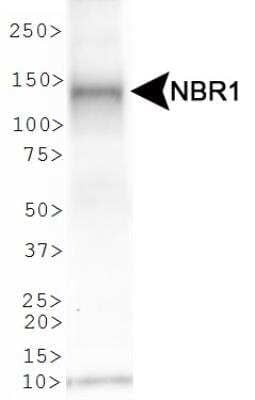 Western Blot: NBR1 AntibodyBSA Free [NBP1-71703]
