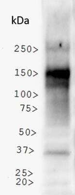 Western Blot: NBR1 AntibodyBSA Free [NBP1-71703]