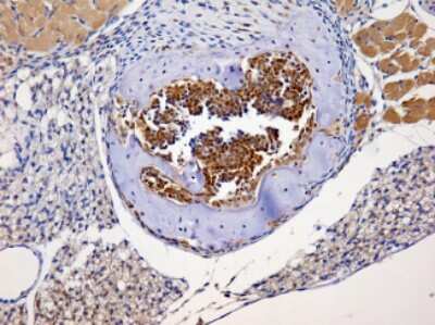 Immunohistochemistry-Paraffin: Nbs1 Antibody - BSA Free [NBP1-06609]