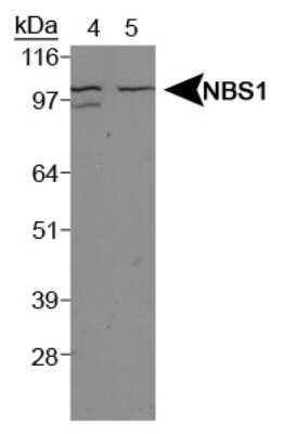 Western Blot: Nbs1 AntibodyBSA Free [NBP1-06609]