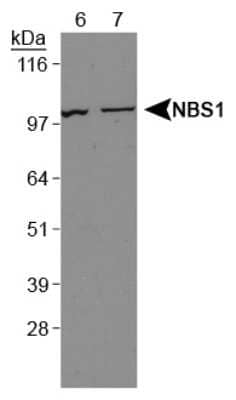 Western Blot: Nbs1 AntibodyBSA Free [NBP1-06705]