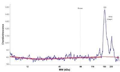 Simple Western: NCAM-1/CD56 Antibody (123C3.D5) [NBP2-15184]